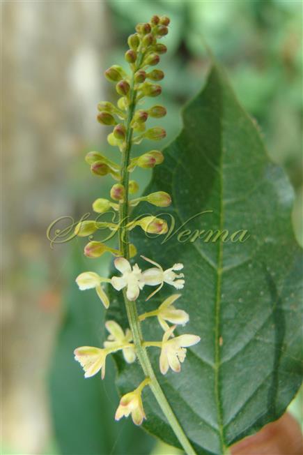  Inflorescence
